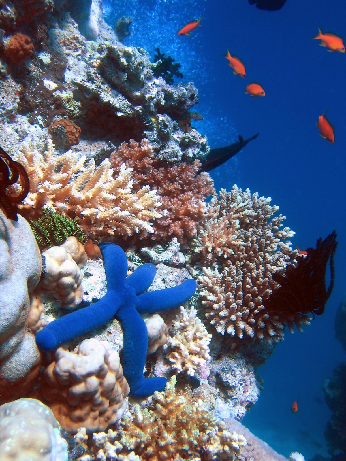 Snorkeller above a coral reef