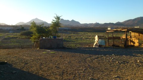 Spring in the Tabuk desert