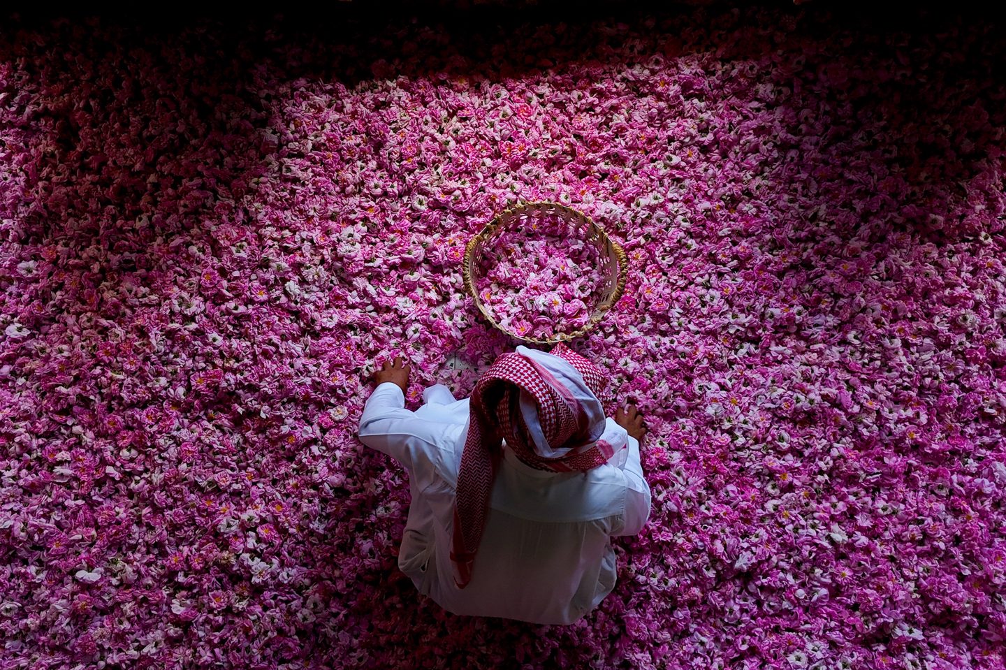 Taif rose harvest