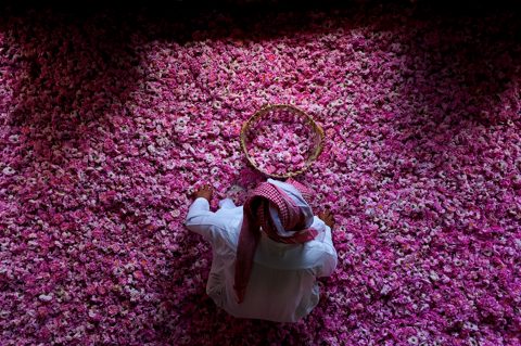 Taif rose harvest