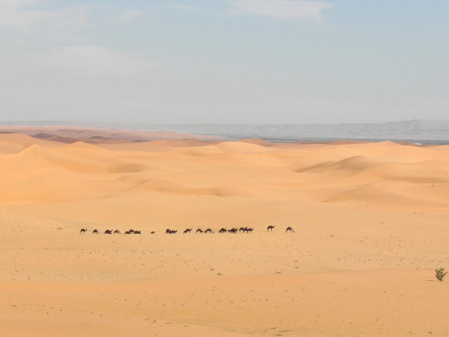 Desert of northern Saudi Arabia