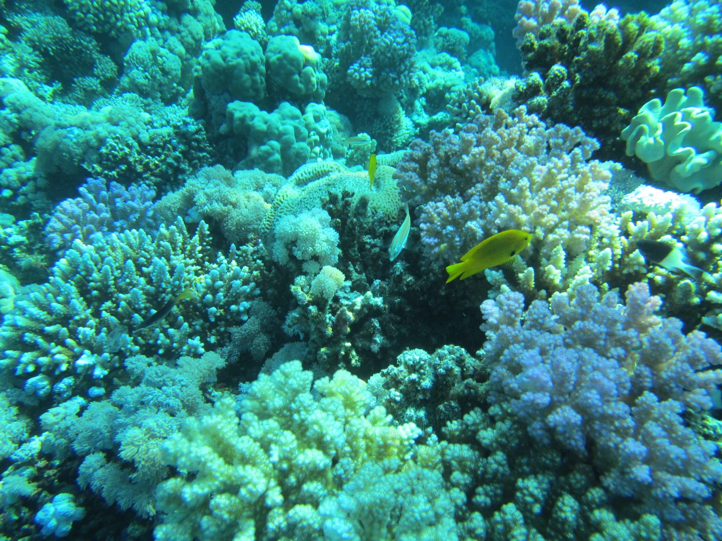 Coral reef in the Red Sea
