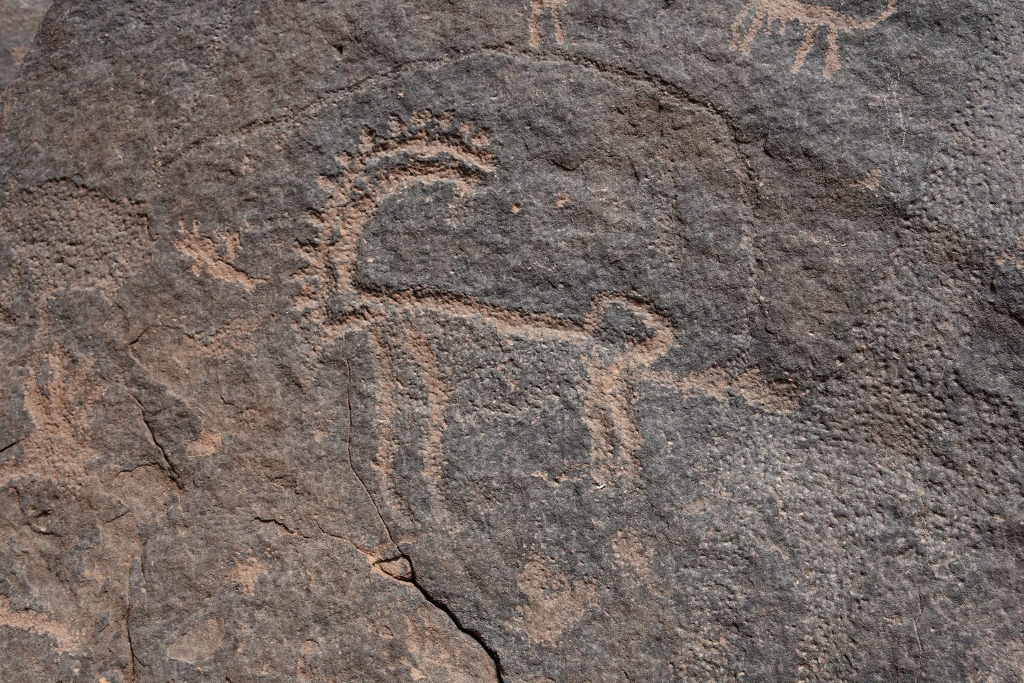Petroglyph of camels on sandstone