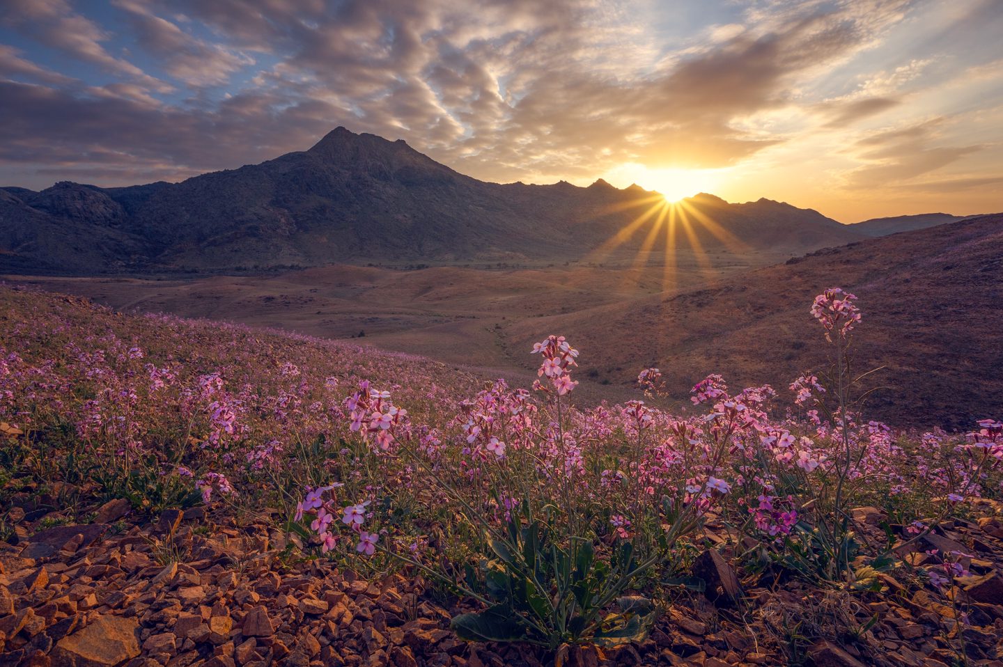 Desert wildflowers near Hail