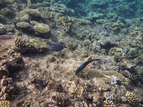 Red Sea corals and reef fish